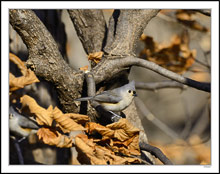 A Tufted Titmouse Pose