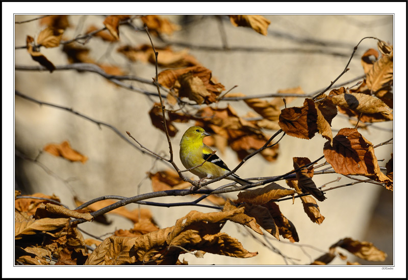 A Shy Goldfinch