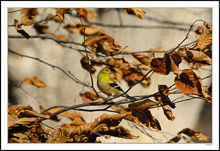 A Shy Goldfinch