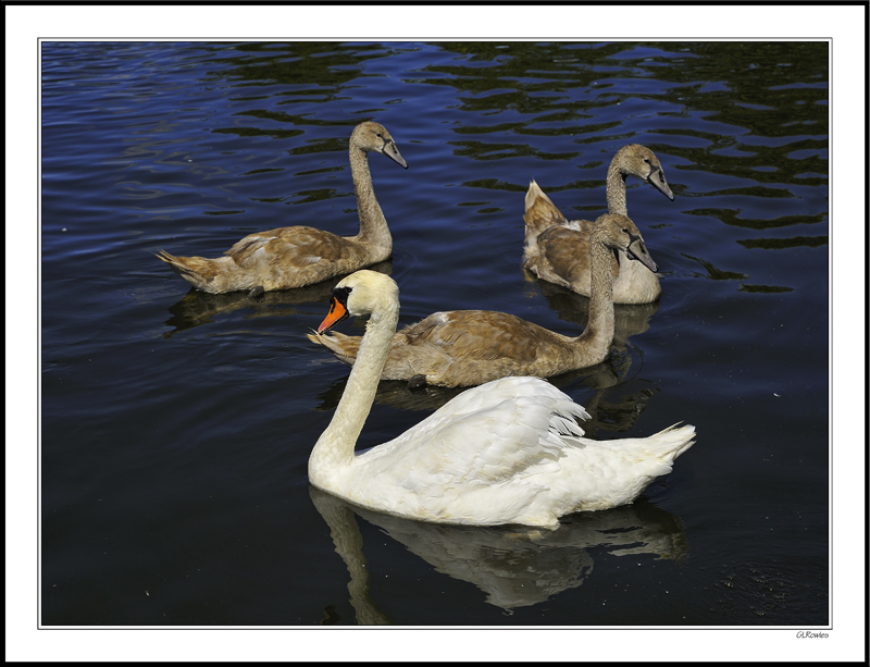 Mute Swan & Cygnets