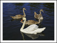 Mute Swan & Cygnets