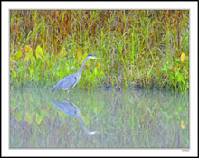 Pastel Heron