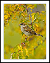 House Sparrow in the Firethorn