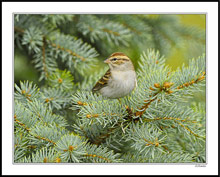 Chipping Sparrow in the Pine