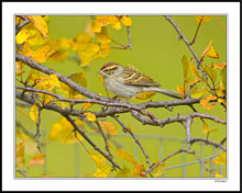 Pastel Chipping Sparrow