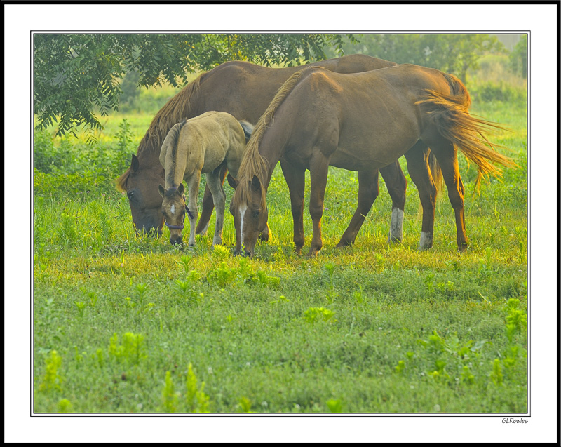 Grazing With the Big Guys