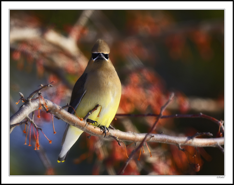 Cedar Waxwing In Scarlet