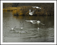 Feeding Frenzy