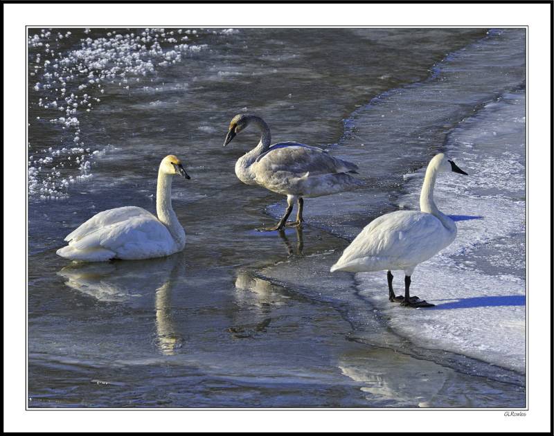 Family Gathering