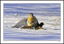 Kestrel Victorious I