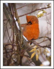 Preening Cardinal