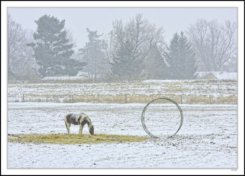 Winter Graze