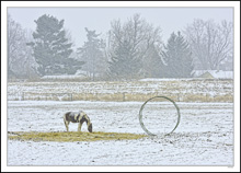 Winter Graze