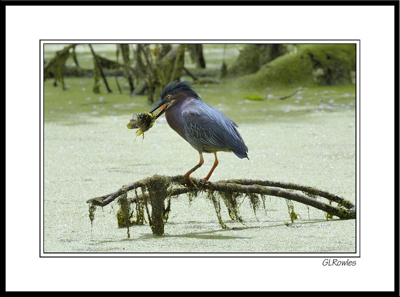 The Green Heron Versus the Bluegill