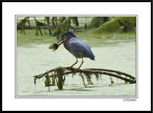 The Green Heron Versus the Bluegill III