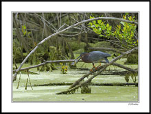 The Green Heron Versus the Bluegill I