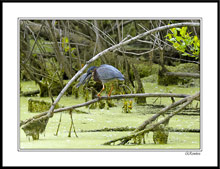 The Green Heron Versus the Bluegill II