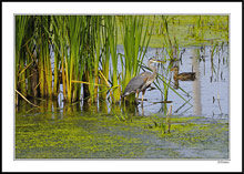 Idyllic Marsh