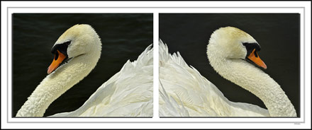 Janusian Diptych