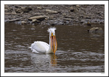 Mr. Pelican Arranges His Catch