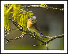 Mr. Bluebird Scans His Domain