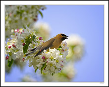 A Waxwing Samples Cloud Blossoms