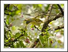 Blue-headed Vireo Stops To Enjoy the Fragrance