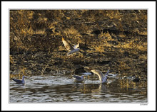 Sunset Backlight Finds Gulls Still Fishing