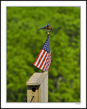 Red, White and Bluebird Salutes the Flag