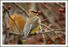 Ms. Waxwing Readies to Down the Hatch