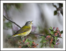 A Blue Headed Vireo Bursts Into Song