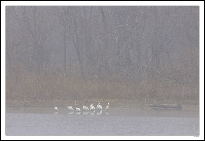 A Foggy Morning Yawn