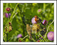 Red Thistle and House Finch Family