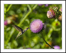 Thistle Hummer