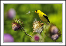 Goldfinch Blowing Thistles