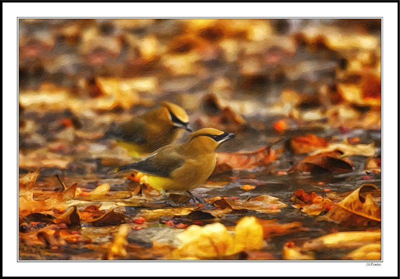 Two Waxwings Stop For A Drink