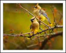 A Startled Waxwing