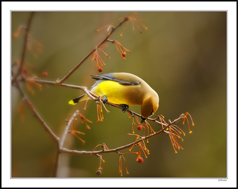 Waxwing Arch