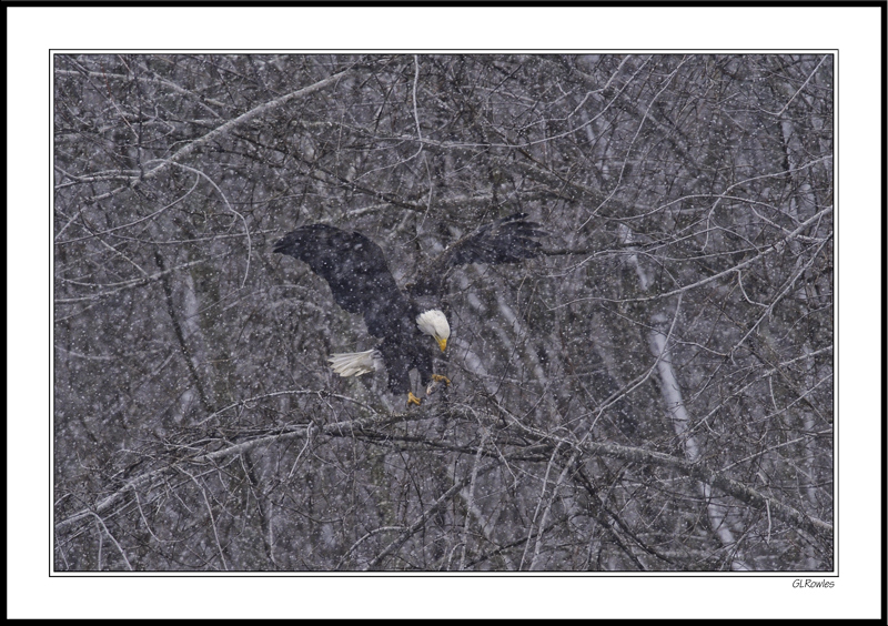 Sudden Spring Blizzard Does Not Deter the Eagle's Fishing