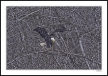 Sudden Spring Blizzard Does Not Deter the Eagle's Fishing