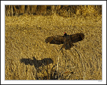 Turkey Vulture Dries Its Wings