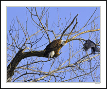 Bald Eagle Puts On the Crow's Airbrakes