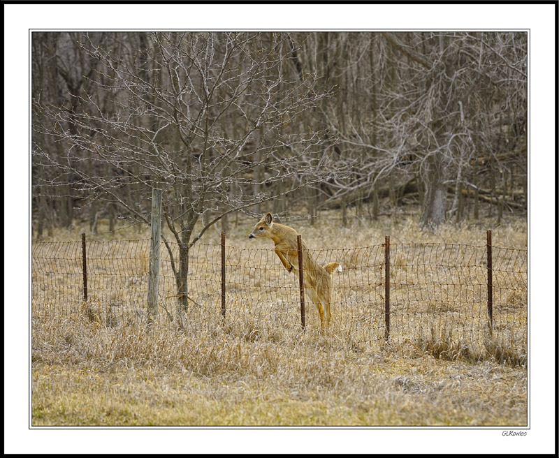 A Fawn Vaults the Fence I