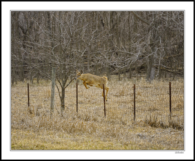 A Fawn Vaults the Fence II