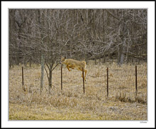 A Fawn Vaults the Fence II