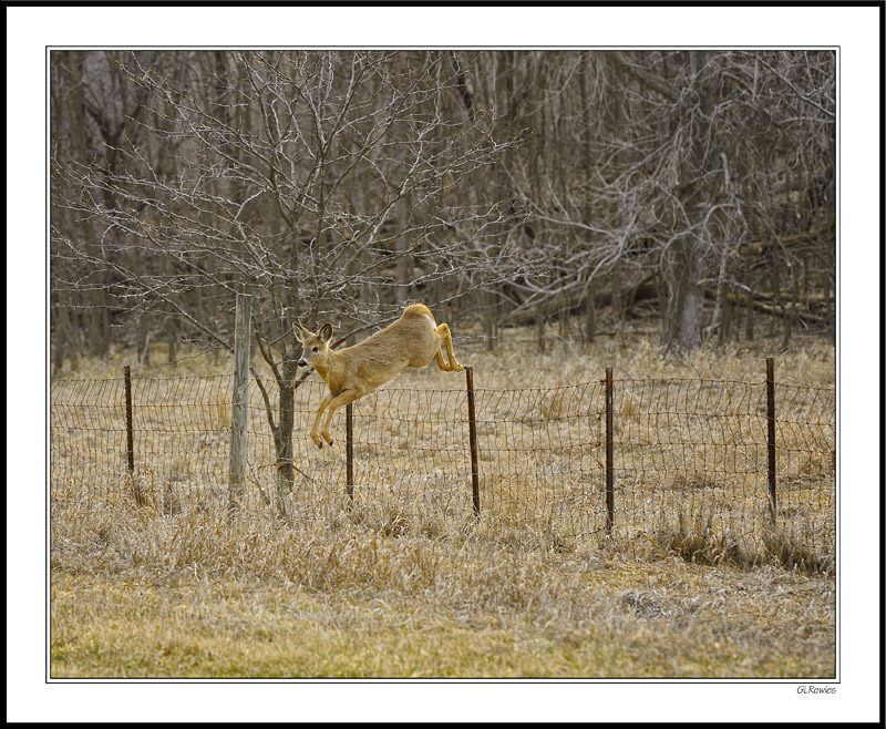 A Fawn Vaults the Fence III