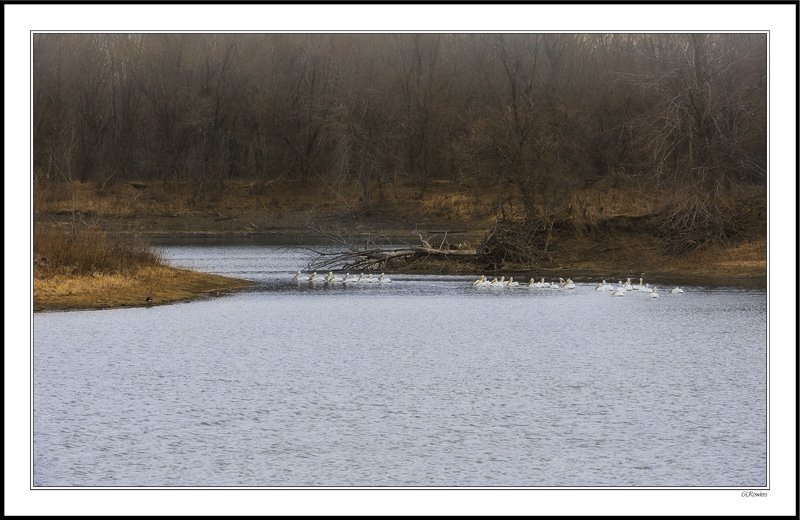 A Squadron of Pelicans Glides Across the Pond