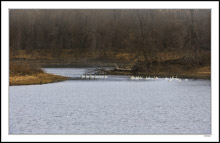 A Squadron of Pelicans Glide Across the Pond