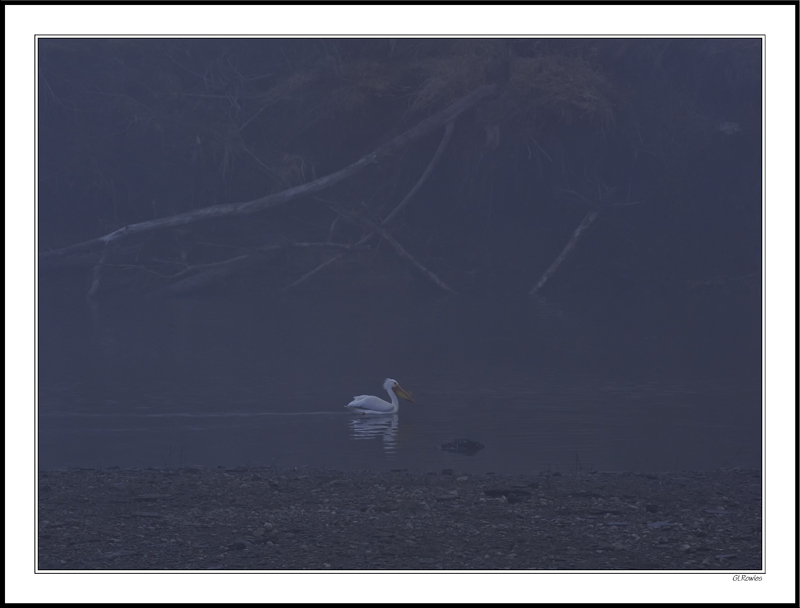 A Lone Pelican Scouts the Fog