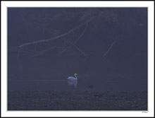 A Lone Pelican Scouts the Fog